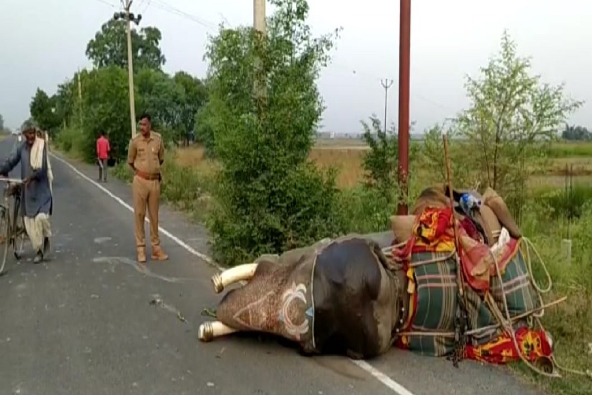 Azamgarh: शादी समारोह में शामिल होने जा रहे हाथी को ट्रक ने मारी टक्कर, लगी गम्भीर चोटें, दो महावत भी घायल