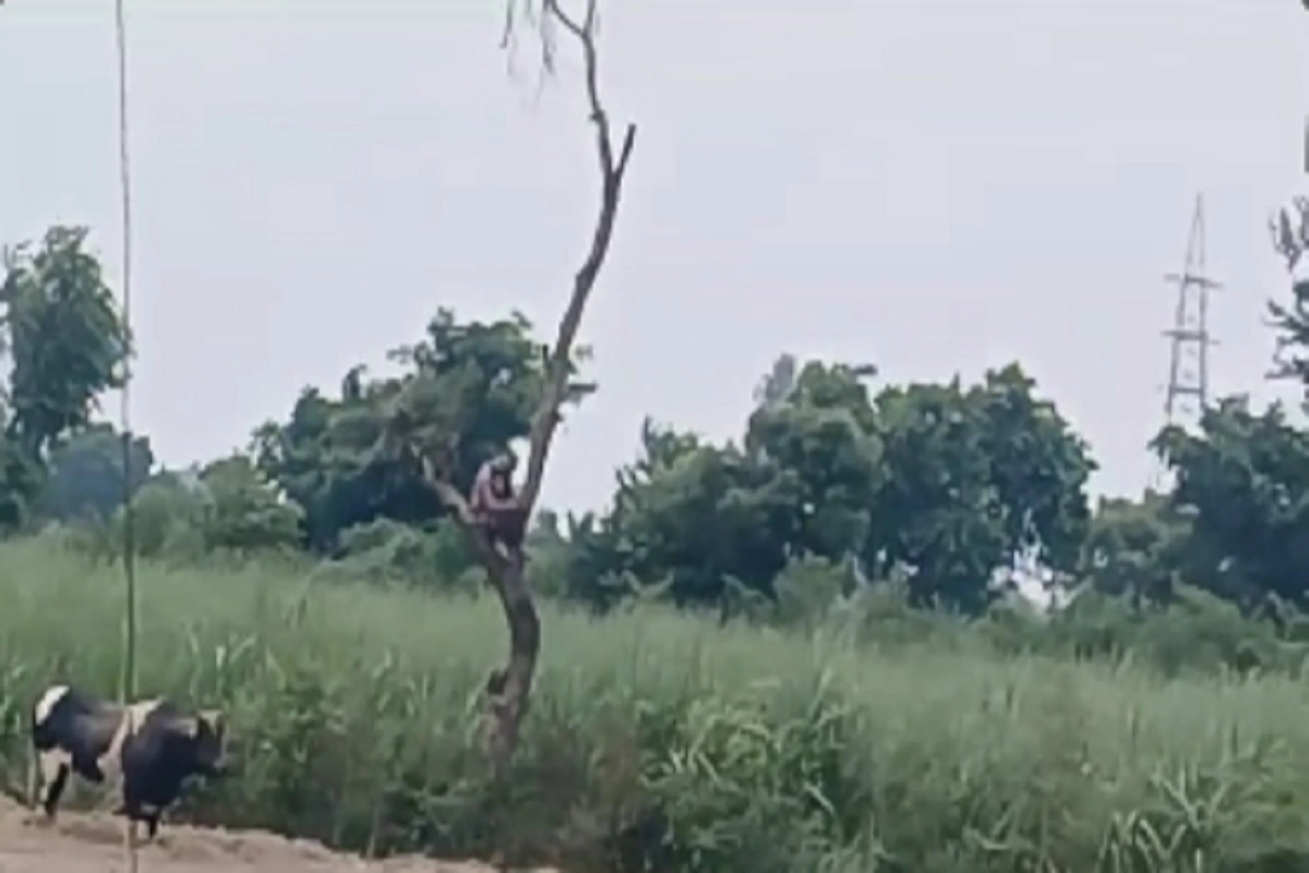 सांड से बचने के लिए किसान जा बैठा पेड़ पर, दो घंटे तक सांड करता रहा इंतजार, वीडियो हुआ वायरल