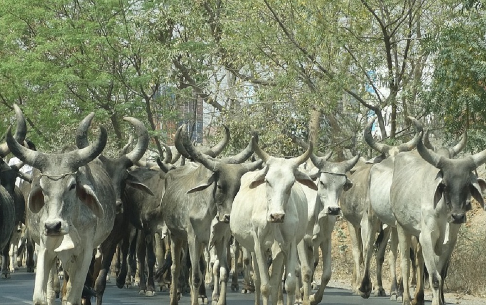 ‘क्या मुसलमान गाय नहीं पाल सकते…’, बजरंग दल पर मुस्लिम परिवार ने लगाया 60 गायें और बकरियां चुराने का आरोप