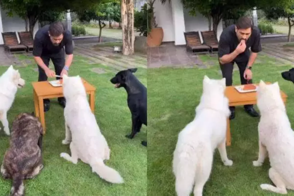 MS Dhoni ने अपने जन्मदिन पर कुत्तों के साथ काटा केक, शेयर किया अनोखे बर्थडे सेलिब्रेशन का वीडियो