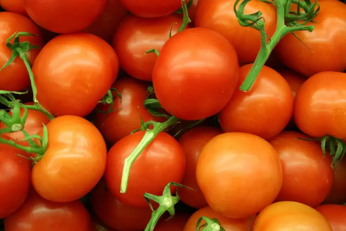 Tomatoes Stolen: खेत से चुरा ले गए ढाई लाख का टमाटर; महिला किसान का रो-रोकर बुरा हाल, जांच में जुटी पुलिस