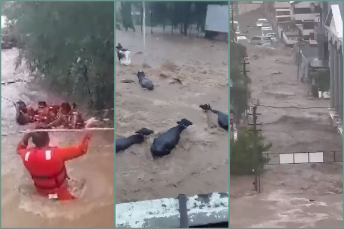 Gujarat Floods: जूनागढ़ में तबाही का मंजर; सड़कें बनी ‘नदियां’, उफनते नाले में बह गए पिता-पुत्र, अभी भी चार लोग लापता