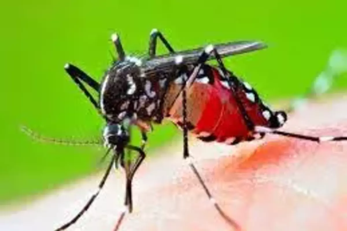 डेंगू के मरीजों का तेजी से कम होता है प्लेटलेट्स, जानिए बढ़ाने के लिए किन तरीकों को अपनाएं