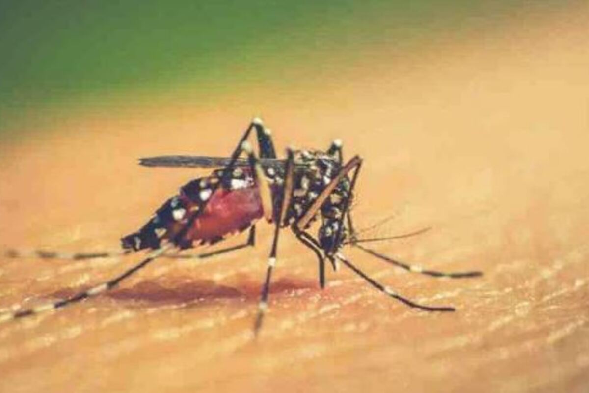 Dengue In Monsoon: प्रतीकात्मक तस्वीर