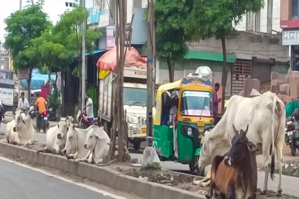 Noida: अब दूध निकालने के बाद मवेशियों को छुट्टा छोड़ना पड़ेगा भारी, लगेगा भारी जुर्माना, केस भी होगा दर्ज