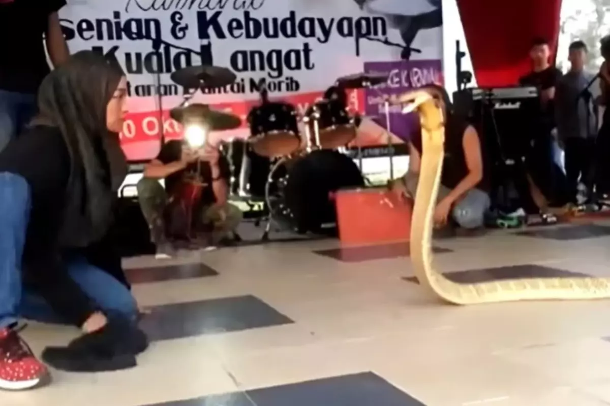 हिजाब पहनी महिला ने ले ली ‘किंग कोबरा’ की चुम्मी, वायरल VIDEO देख अवाक रह जाएंगे आप