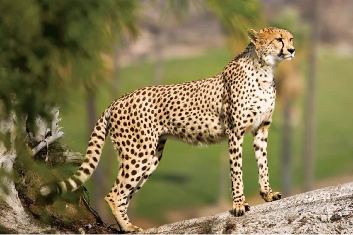 कूनो नेशनल पार्क में एक और चीते की मौत, 4 महीने में 9 ने तोड़ा दम, फॉरेन एक्सपर्ट्स ने Project Cheetah के मैनेजमेंट को लेकर जताई चिंता