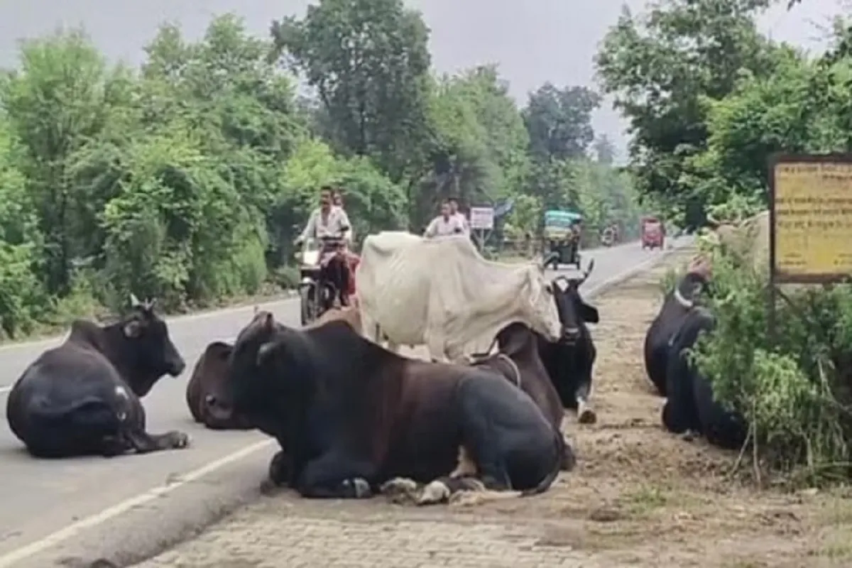 यूपी: सड़कों पर अब नहीं दिखेंगे बेसहारा गोवंश, मंत्री धर्मपाल सिंह ने अधिकारियों को दिए ये निर्देश