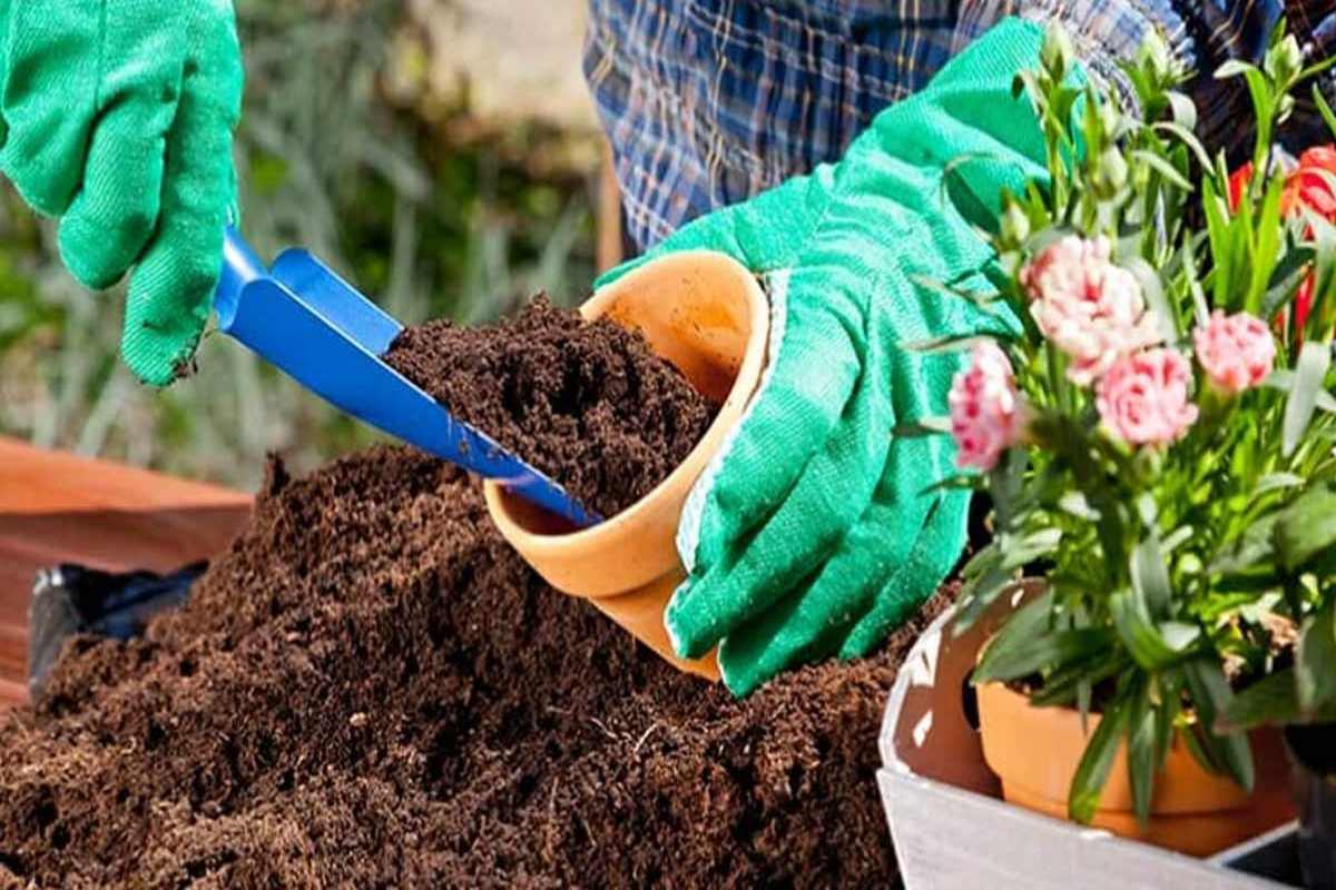 Gardening Tips: पौधे में नहीं आ रहे फूल या सूख रहे पत्ते? आज़माएं ये उपाय
