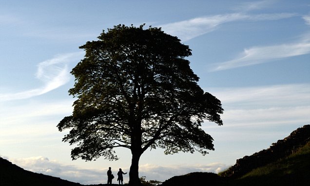 Tree of the Year 2016