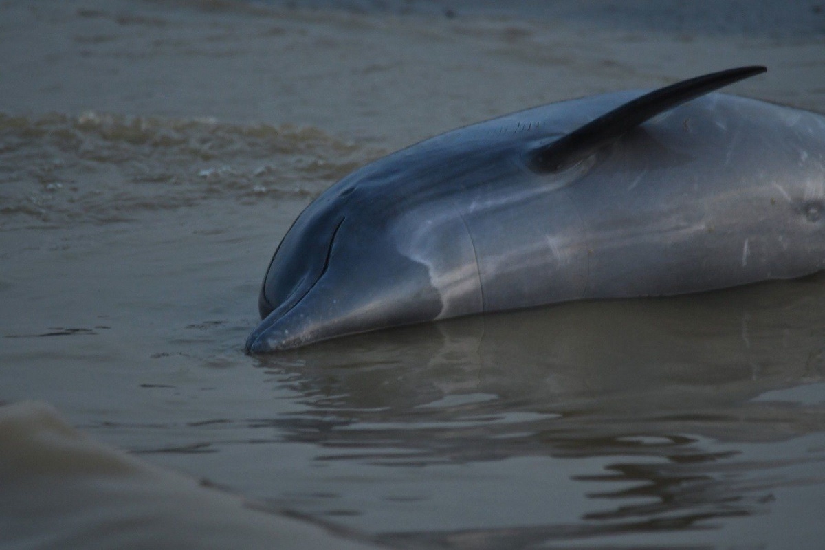 Dolphins Death: अमेजन नदी में डॉल्फिन मछलियों के मिले 120 शव, वैज्ञानिकों ने बताई हैरान करने वाली वजह