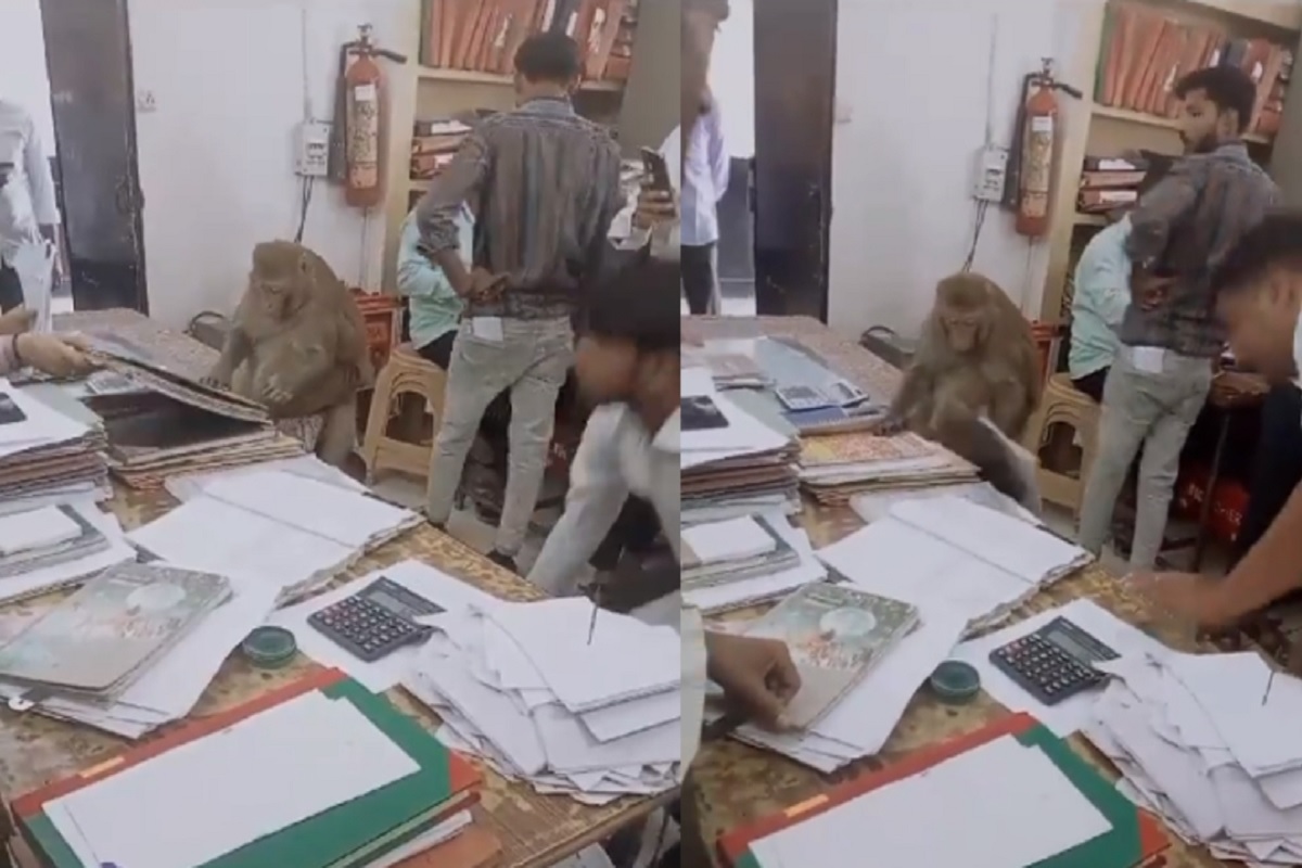 Saharanpur: सरकारी कार्यालय में बैठकर बंदर ने चेक की फाइलें, पलटे तमाम पन्ने, SDM का दावा, वीडियो अधिवक्ता के चेंबर का