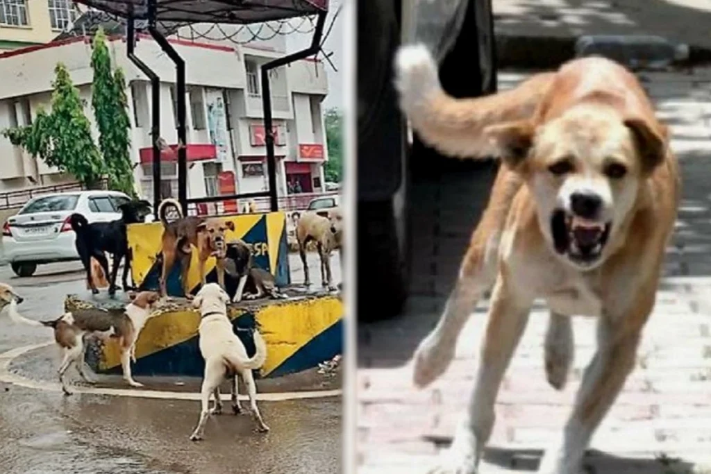 street dogs