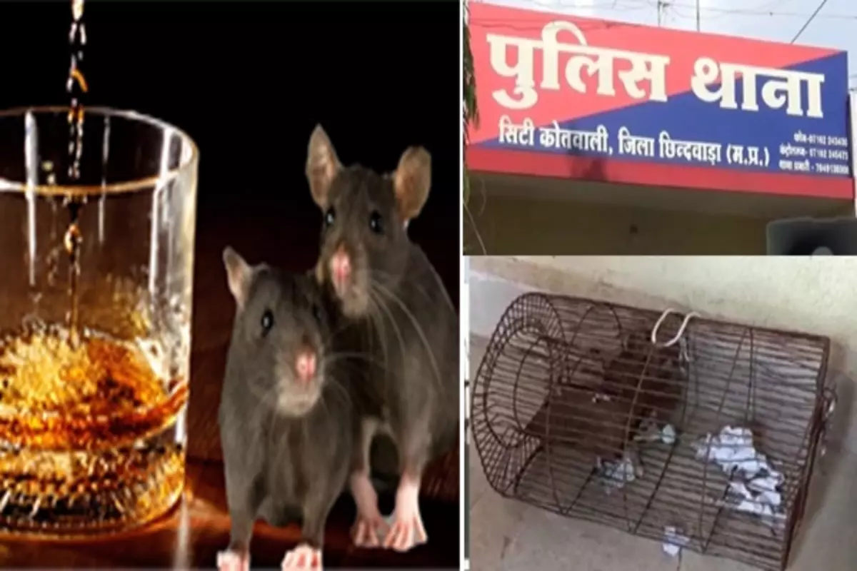 थाने में रखी 60 बोतल शराब पी गए चूहे
