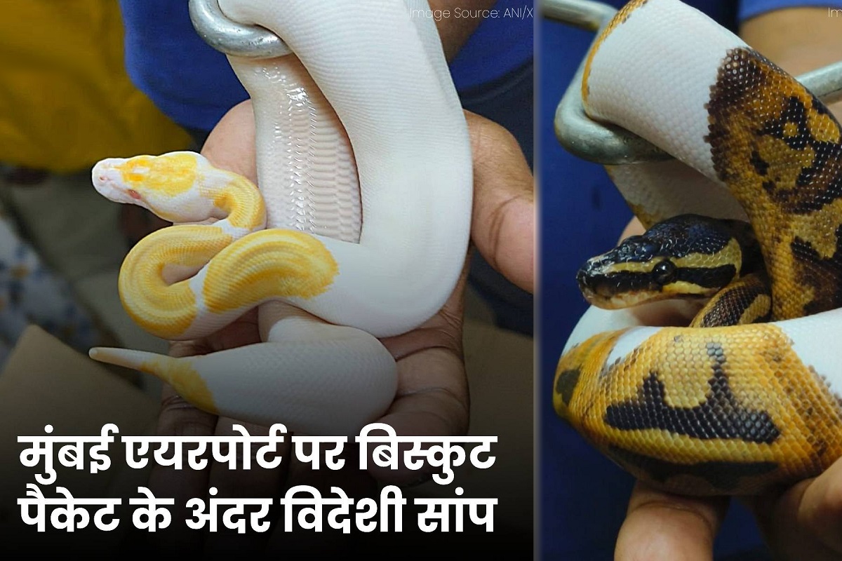 Snakes Paythons on Mumbai Airport
