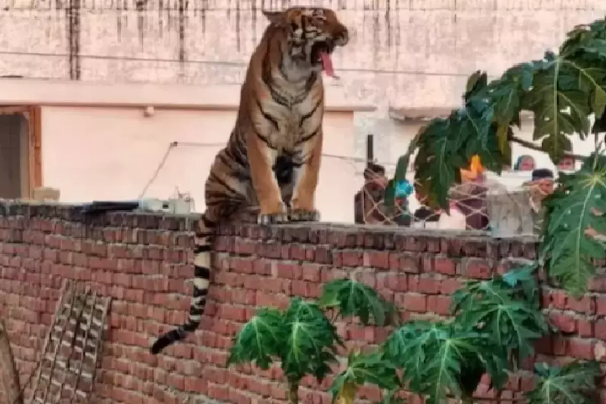 UP News: रिहायशी इलाके में घुसा बाघ, दीवार और छत पर घंटों घूमता रहा टाइगर, रेस्क्यू ऑपरेशन में जुटी वन विभाग की टीम