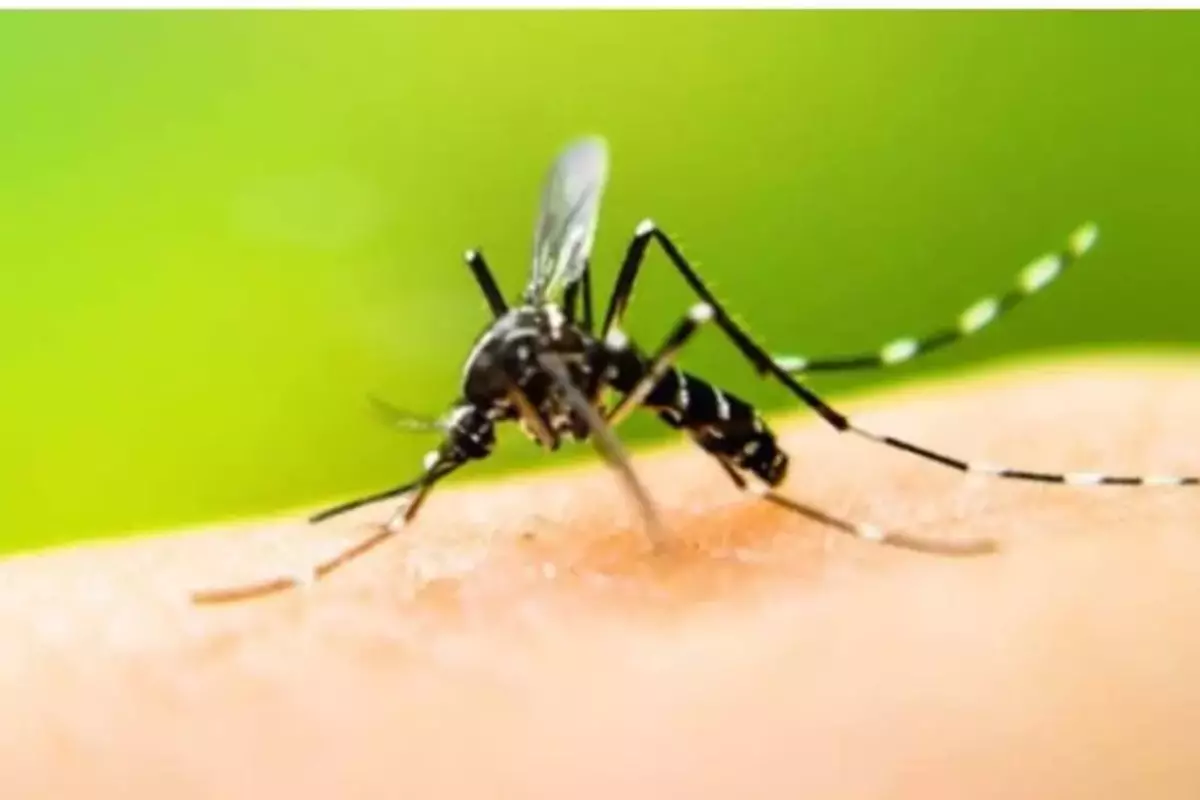 एक साल में 2.34 लाख दर्ज हुए डेंगू के मामले, मोदी सरकार के मंंत्री ने बताई बीमारी बढ़ने की वजह