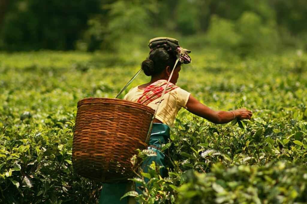 City of Tea In India