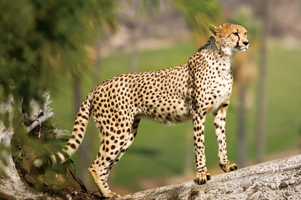 Kuno National Park Cheetah Shaurya Death
