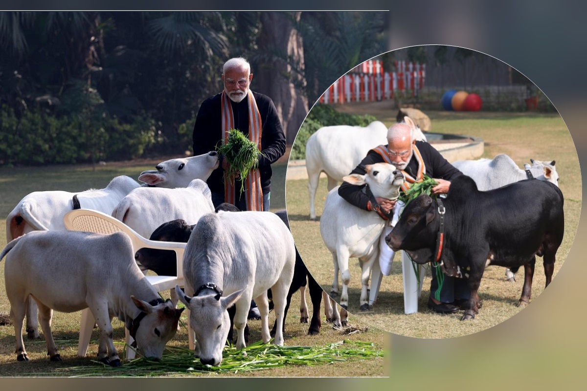 PM Modi Cows: पीएम मोदी ने मकर संक्रांति पर गायों को खिलाया चारा, सामने आईं मनमोहक तस्वीरें, सोशल मीडिया पर हुईं वायरल