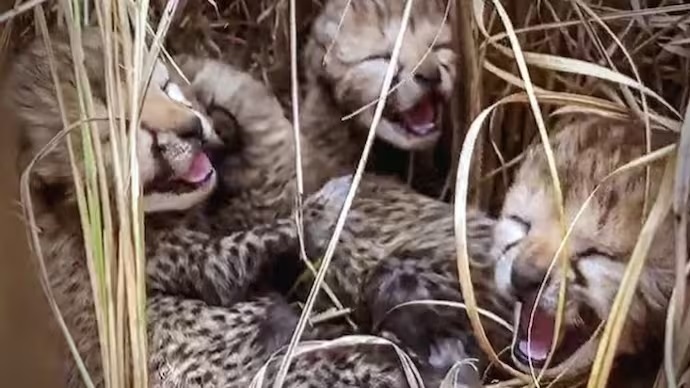 cheetah cubs in India