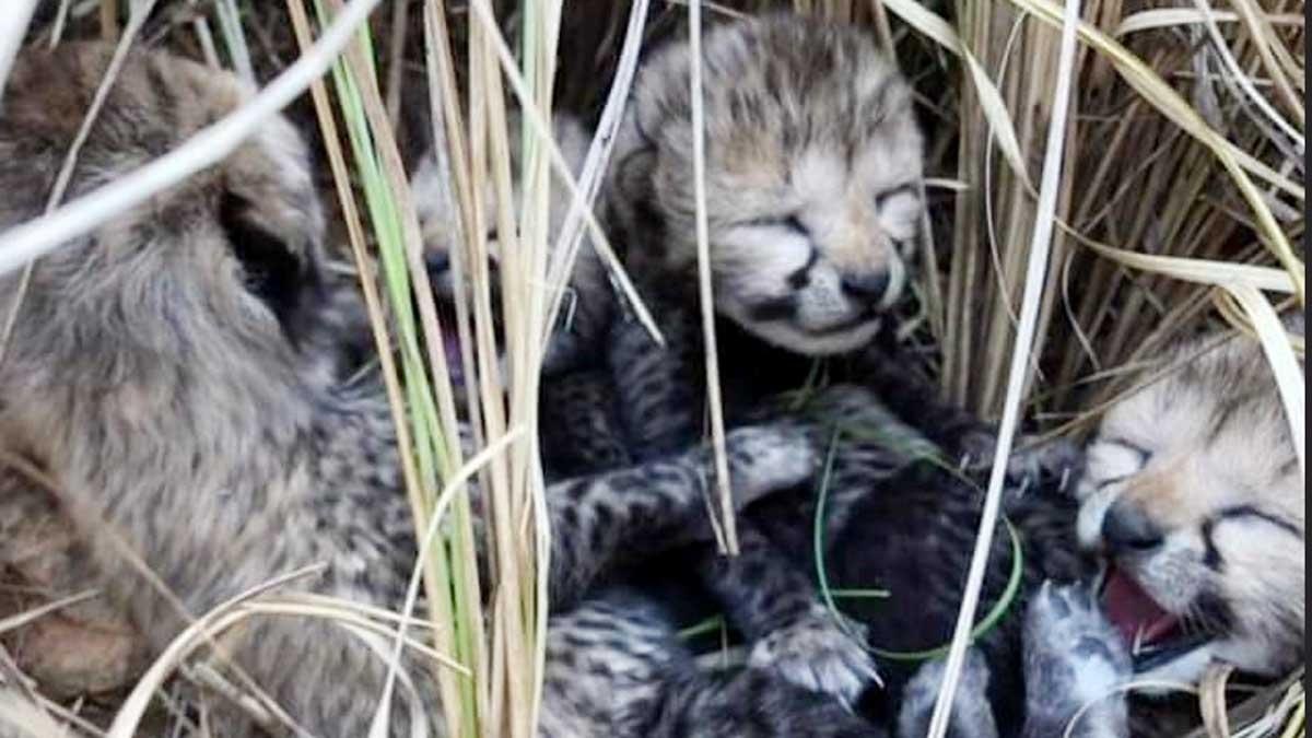 cheetah cubs in Kuno