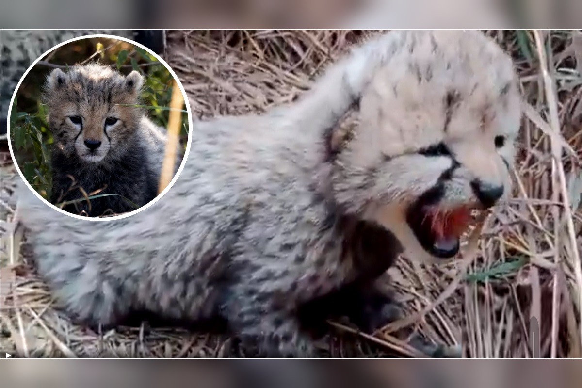 Cheetah Cubs: विदेश से भारत लाई गई मादा चीता ने इस नेशनल पार्क में दिया 3 शावकों को जन्म, पर्यावरण मंत्री ने शेयर किया VIDEO