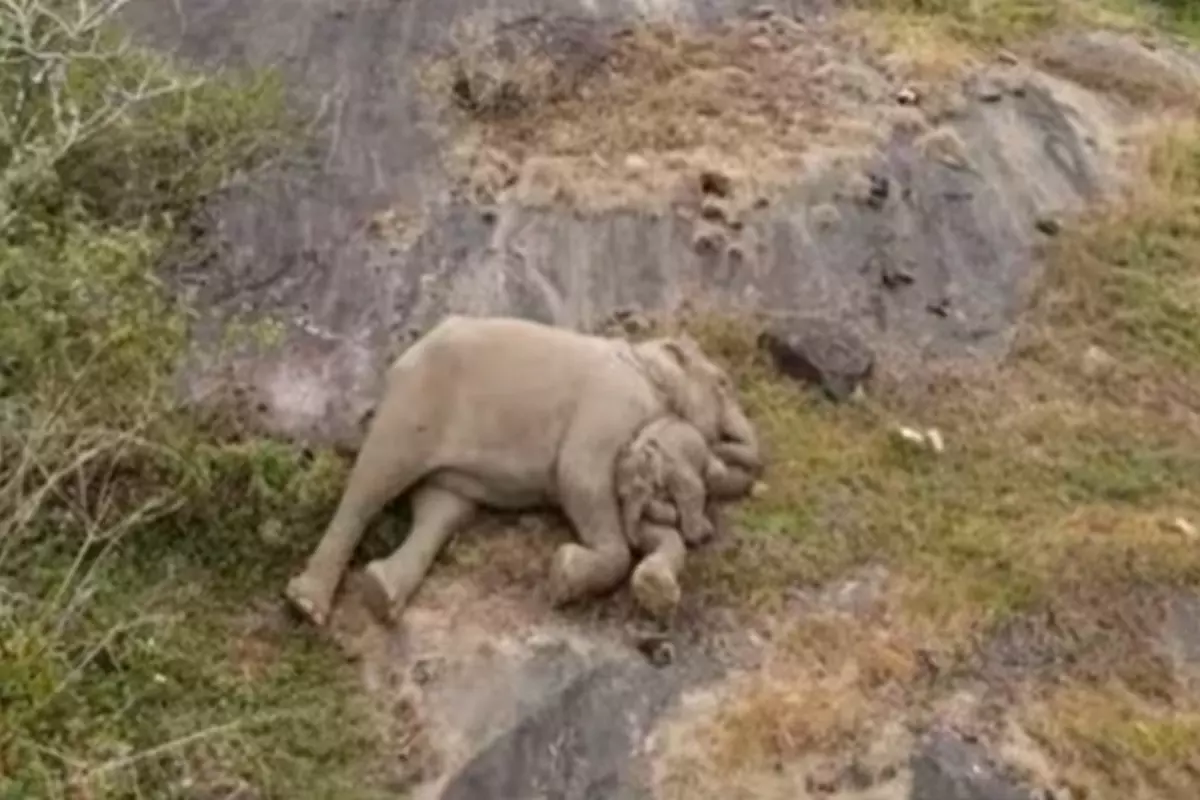 मां के साथ सो रहा हाथी का बच्चा
