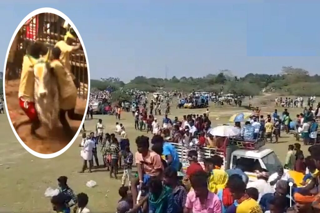 tamil nadu jallikattu