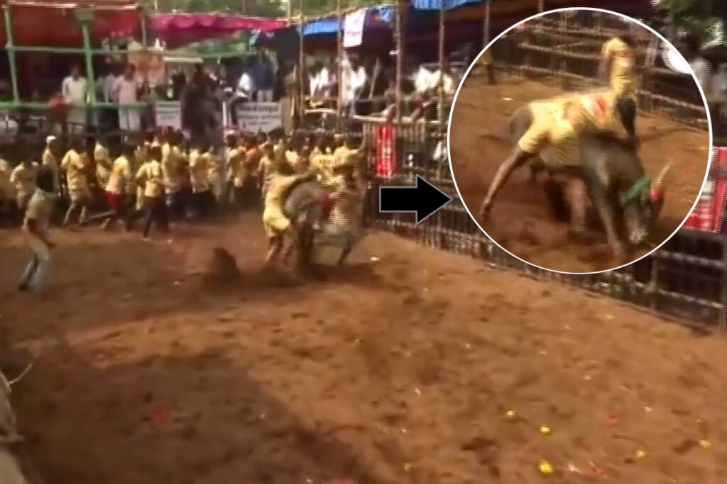 Tamil Nadu Jallikattu