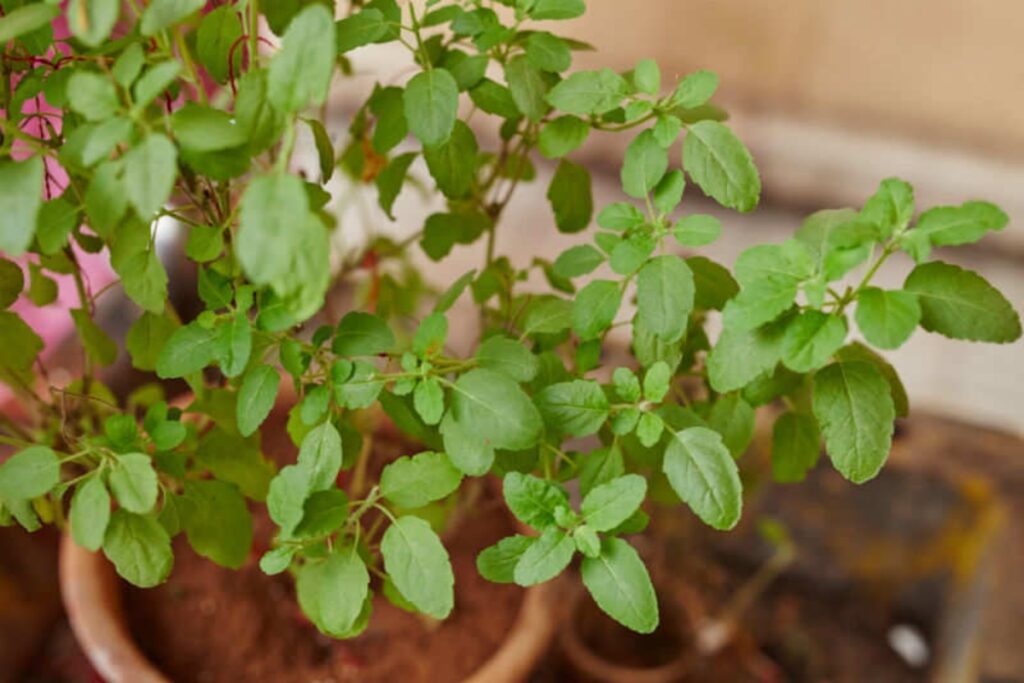 Benefits Of Tulsi Plant