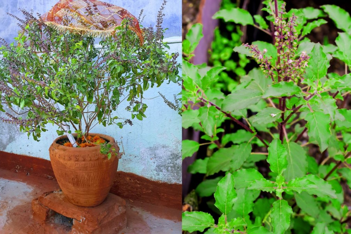 Tips For Tulsi Plant