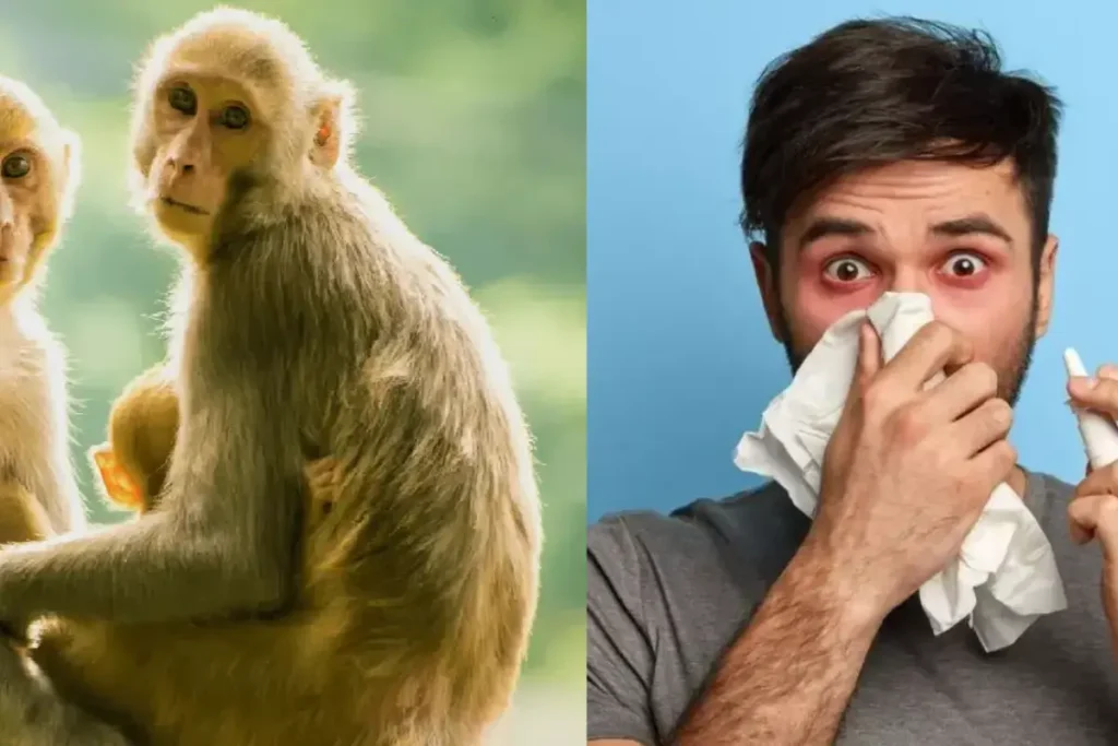 Monkey Fever