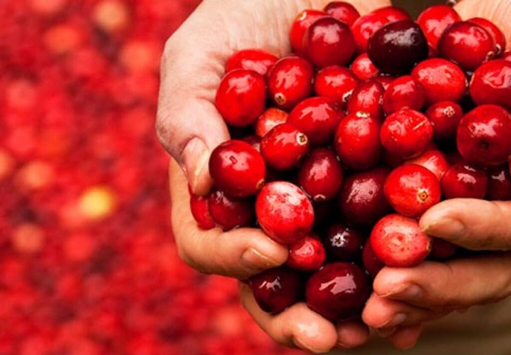 Benefits of Cranberry