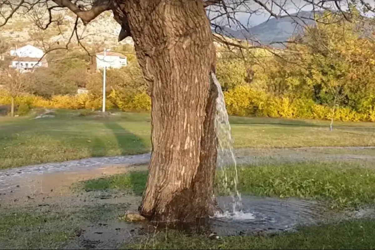 ये है दुनिया का अकेला ऐसा अनोखा पेड़ जिसमें से निकलता है झरने जैसा पानी, 30 सालों से कोई भी समझ नहीं पाया, Video कर देगा हैरान