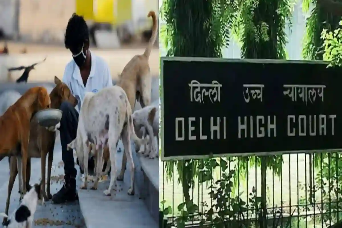 Delhi High Court on Stray Dogs