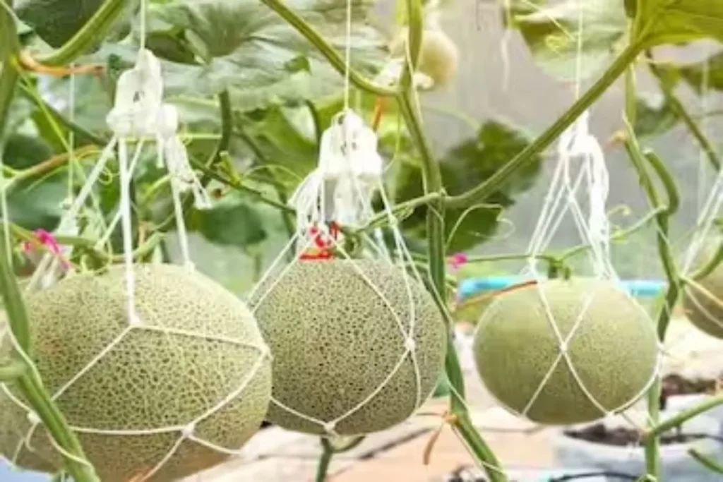 Expensive Fruits