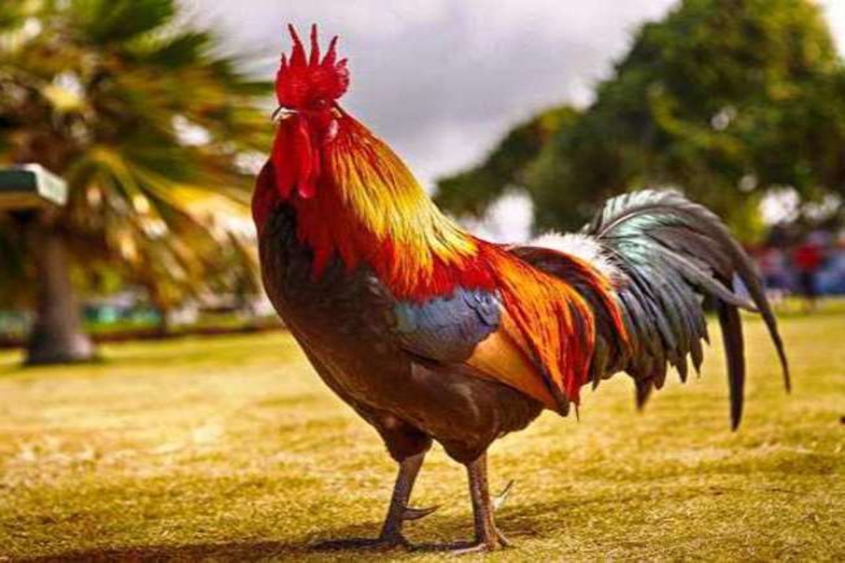 France Passes Cock Law
