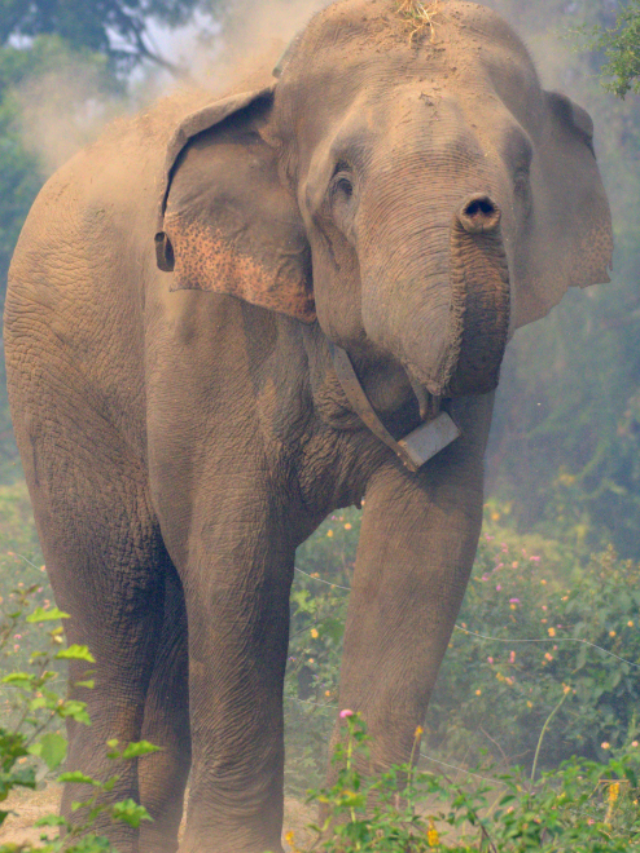कर्नाटक में जंगली हाथी घुसा इंसानों की बस्ती में, भागते दिखे पुलिस वाले भी