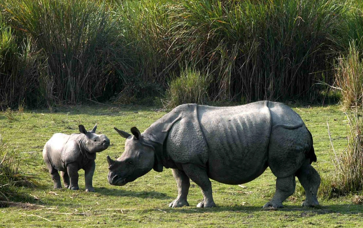 rhino animal Kaziranga National Park