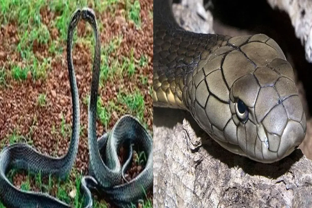 serpent Take Revenge for snakes death