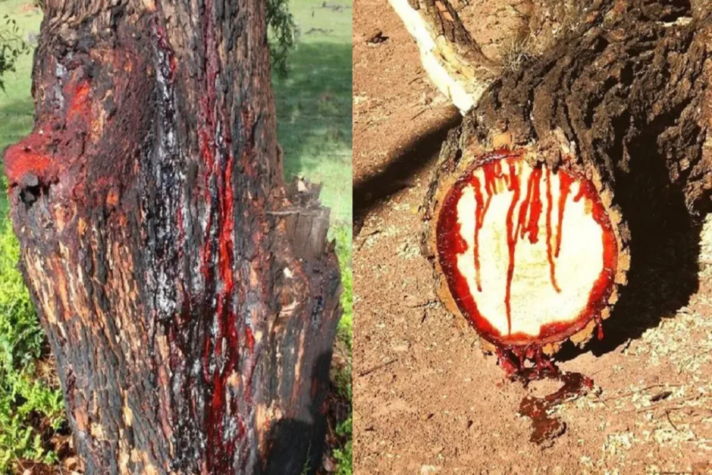 Blood Wood Tree in Africa