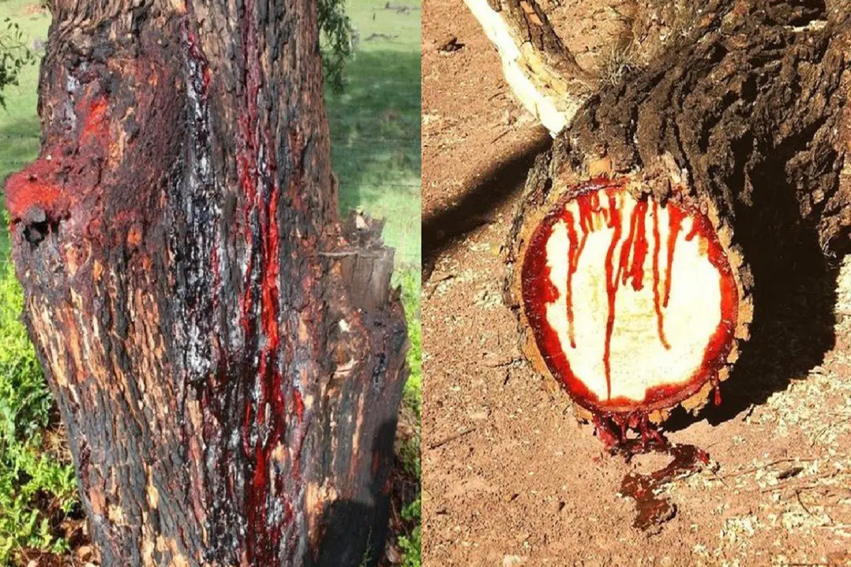 Viral: कुल्हाड़ी चलाते ही पेड़ से निकलने लगा इंसानों की तरह खून…Video देख चौंके लोग, जानें क्या है पूरा मामला