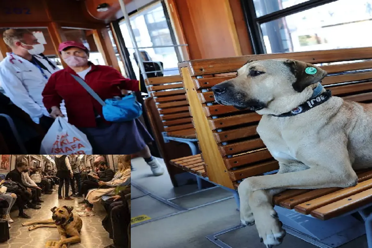 अपनी अजीब हरकत के लिए वायरल हुआ एक कुत्ता, रोजाना अकेले ही मेट्रो-फेरी और ट्राम से करता है 30 किमी की यात्रा, जानें कैसे पड़ा बोजी का नाम