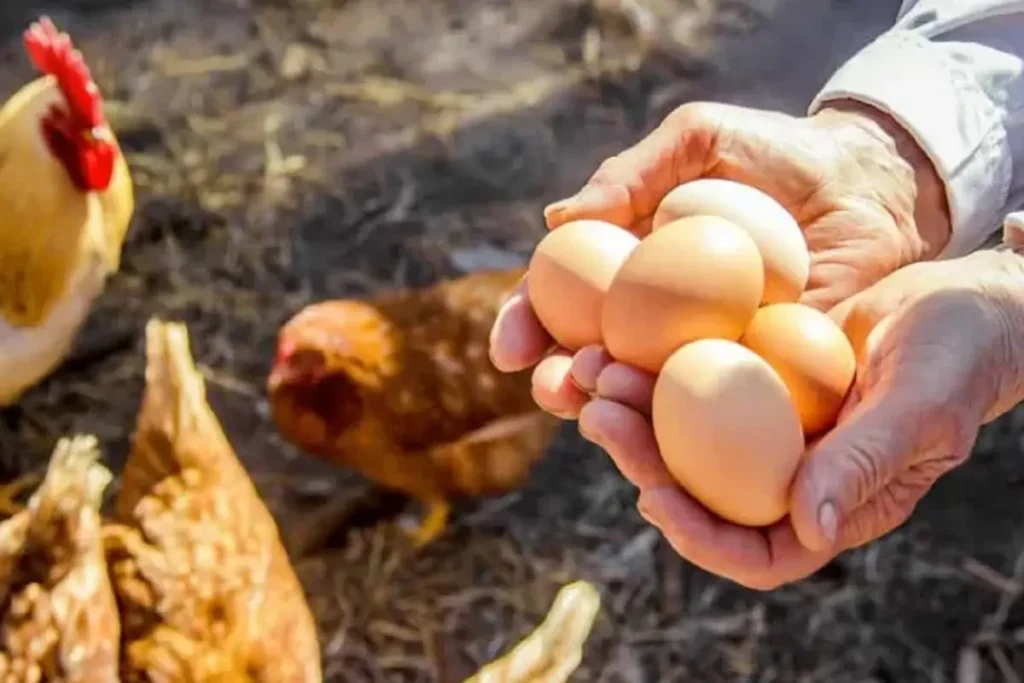 Boy Laid Eggs in Indonesia-