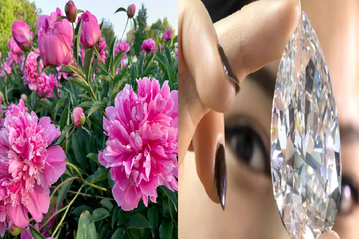 Chinese scientists made diamond from peony flower