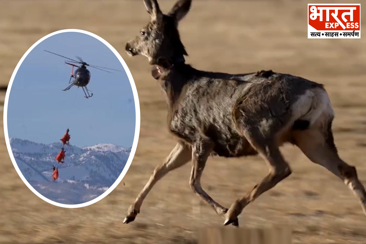 Deer flying in Utah America