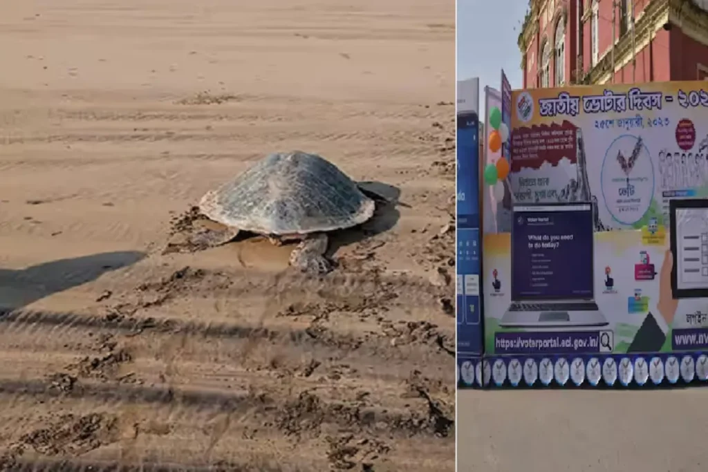 Election Commission Took Help of Turtle for First Time in Lok Sabha Elections 2024