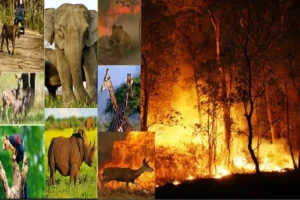 कैसे रुकेगी भारत के जंगलों की आग? वन्य जीवों और जनजीवन पर मंडरा रहा बड़ा खतरा
