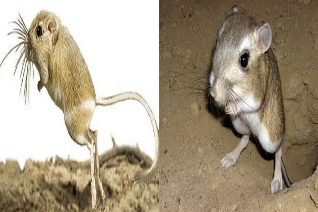 Kangaroo rat